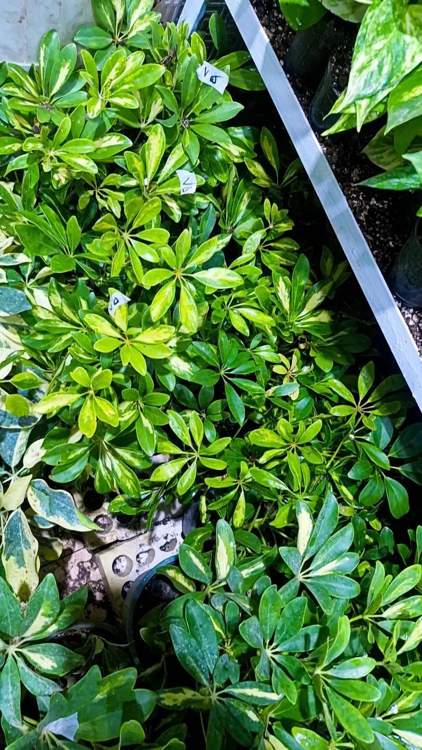 شفلرا فقط ۴۵ت|گل و گیاه طبیعی|بیرجند, |دیوار