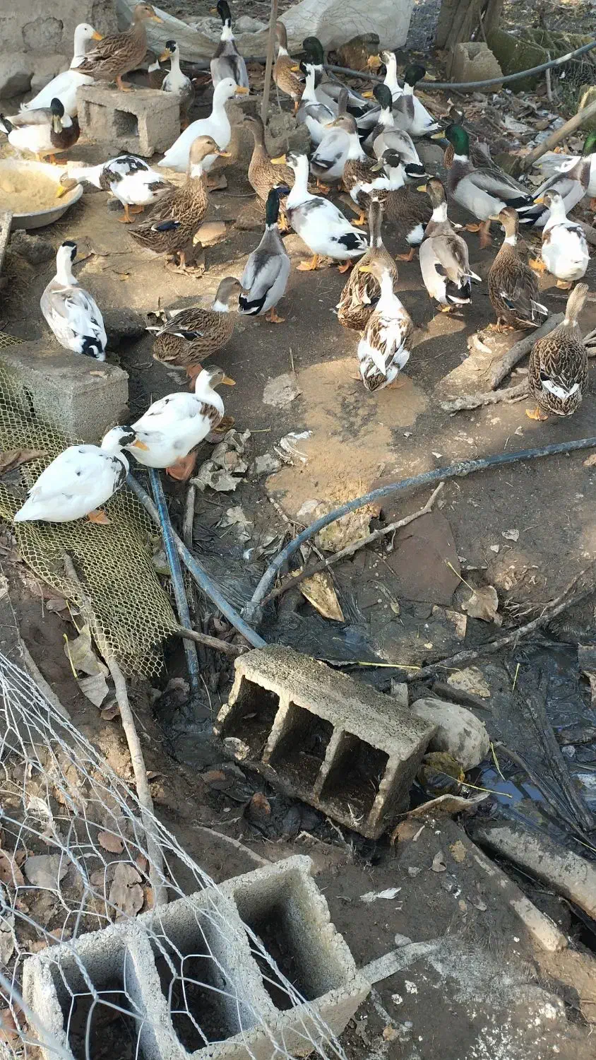 فروش اردک پروازی نر و ماده|حیوانات مزرعه|لاهیجان, بازکیاگوراب|دیوار