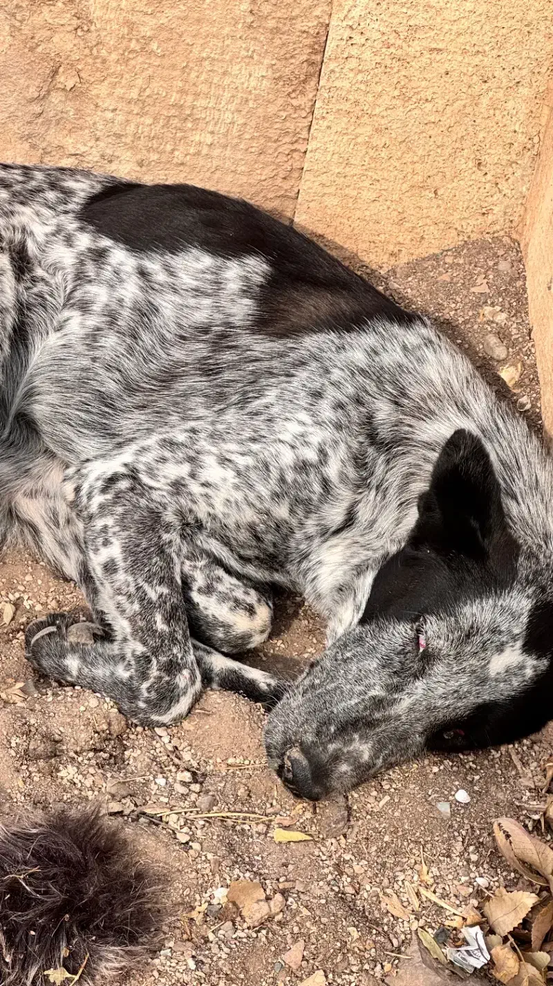 سگ در فاز صفر|سگ|پرند, فاز ۱|دیوار