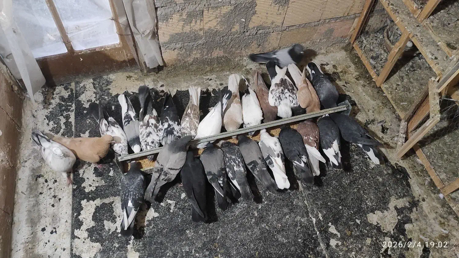 کفتر|پرنده|رباط‌کریم, رباط‌کریم|دیوار