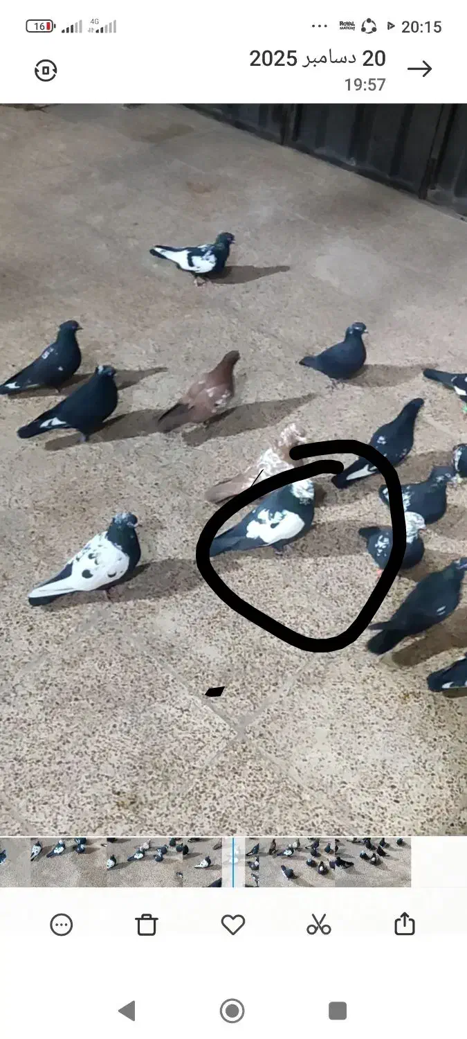 ک ب و تر|حیوانات|خرمآباد, |دیوار