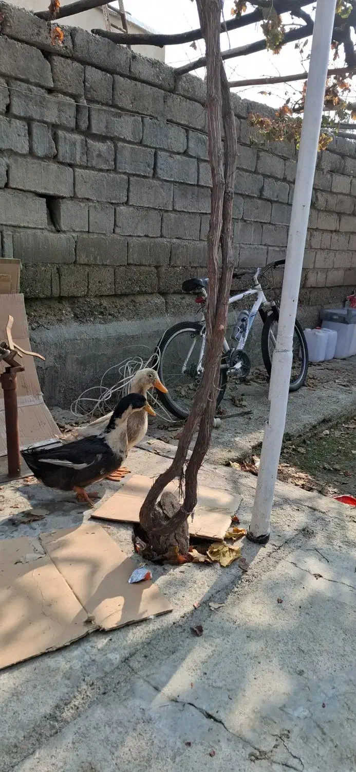 فروش اردک|حیوانات مزرعه|نوشین شهر, |دیوار