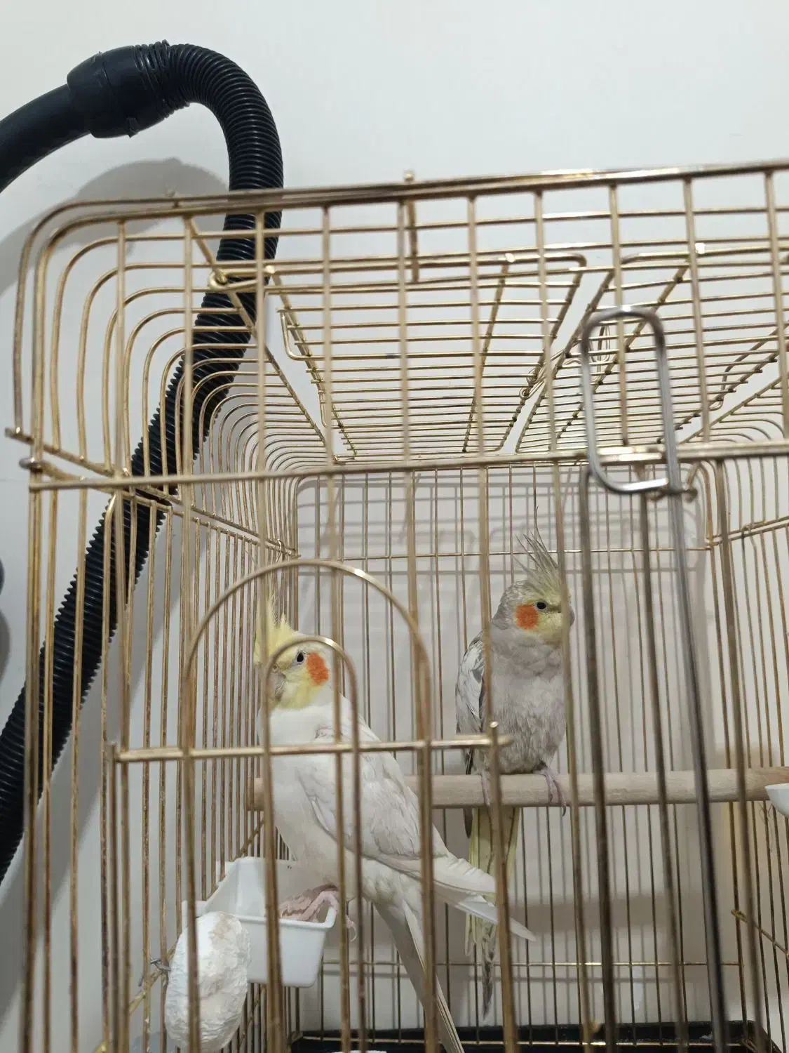 یه جفت عروس هلندی مولد سالم سرحال بهترین رنگ|پرنده|همدان, |دیوار