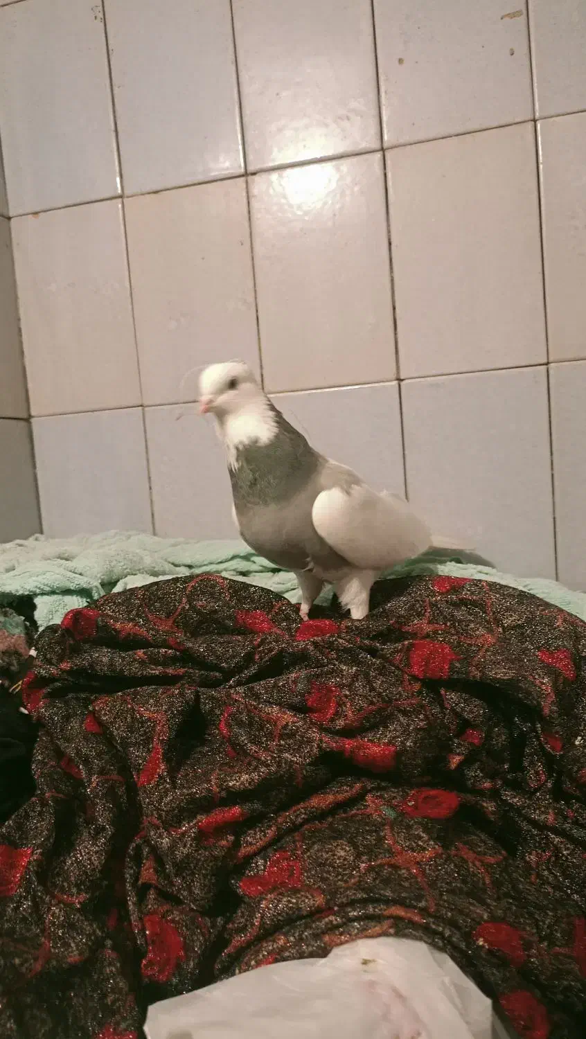 کبوتر طوقی|پرنده|صحنه, |دیوار