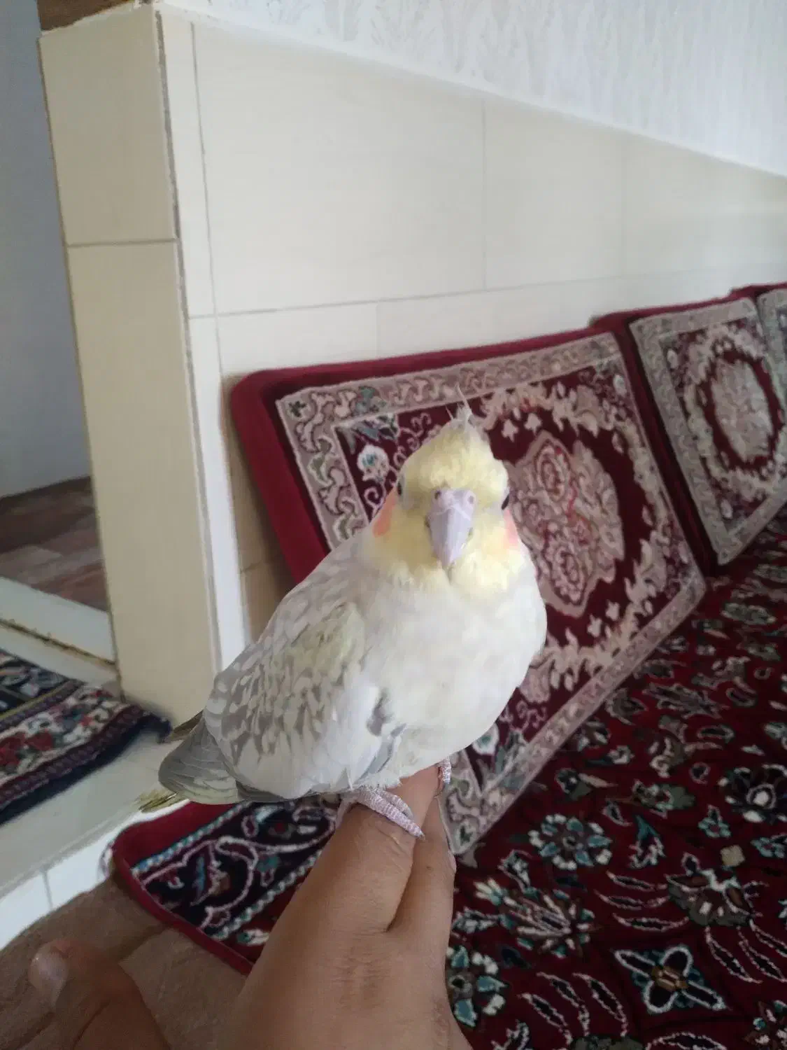 عروس هلندی ماده|پرنده|بوئین زهرا, |دیوار