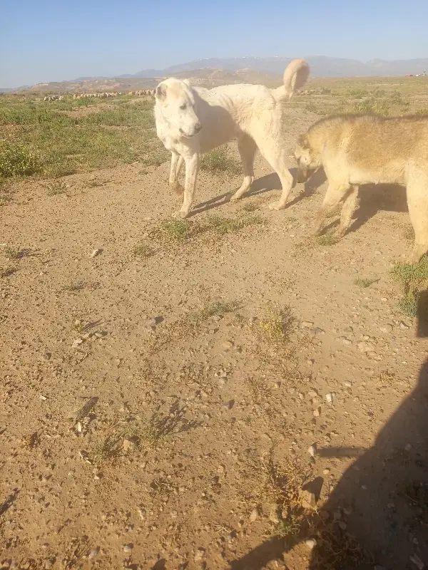 سگ سرابی|سگ|پلدشت, |دیوار