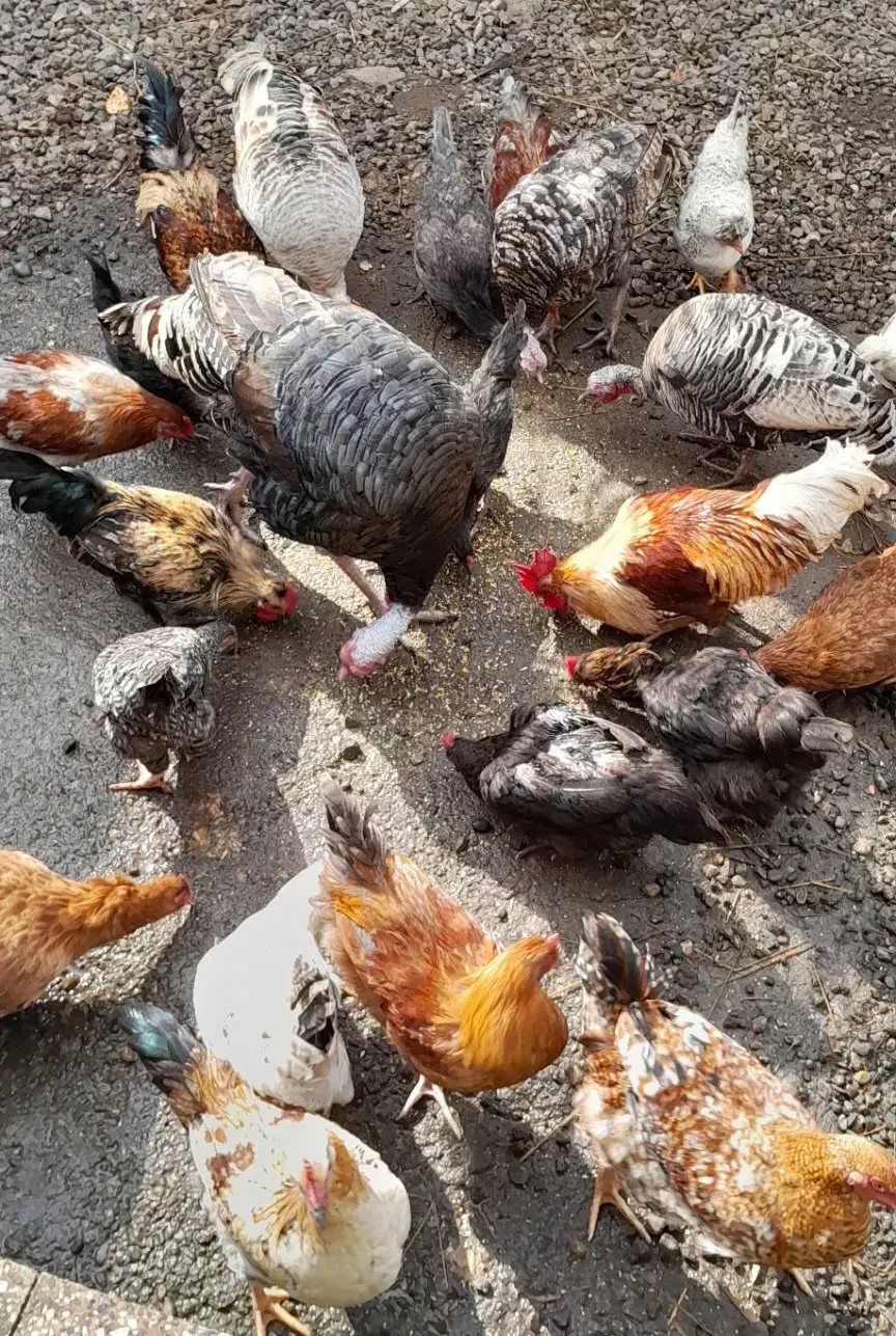 تعدادی خروس|حیوانات مزرعه|رشت, حومه رشت|دیوار