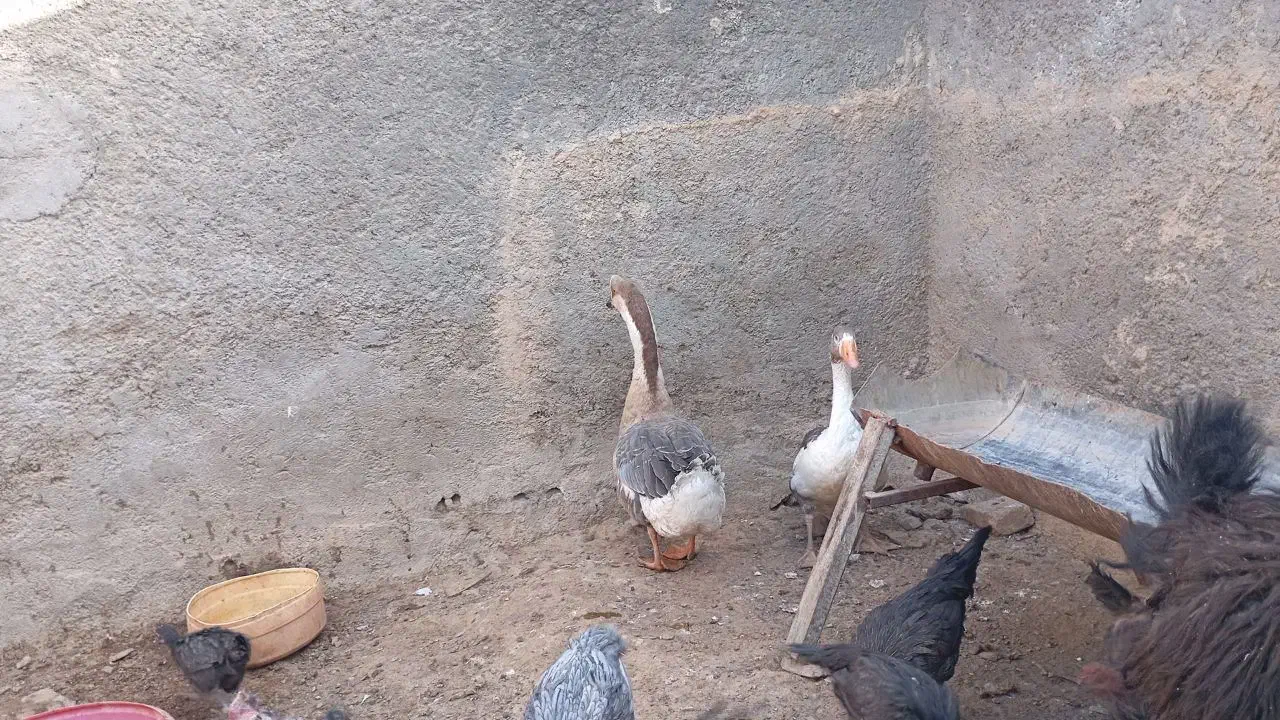 غاز|حیوانات مزرعه|گزیک, |دیوار