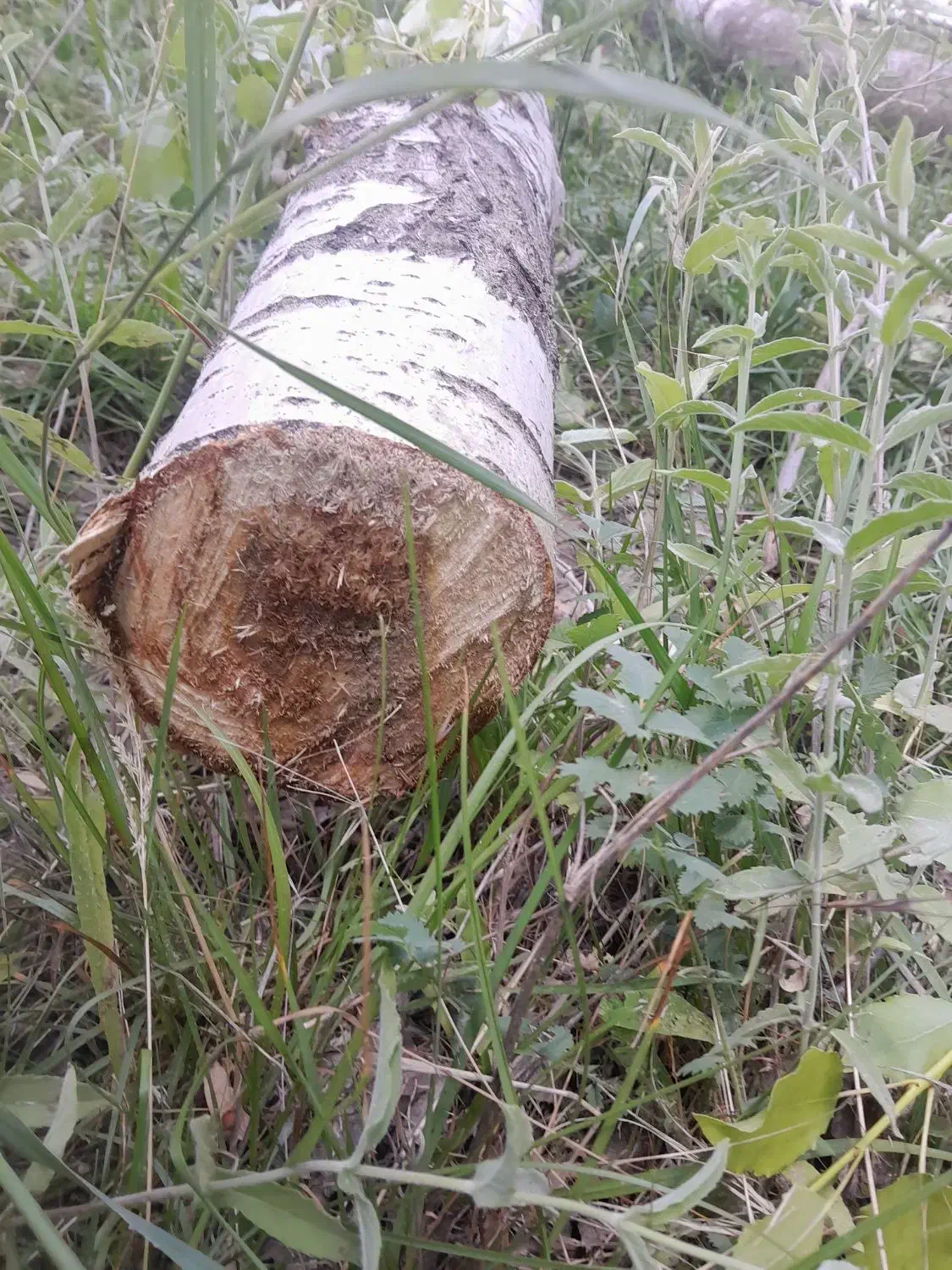 خرید انواع درخت وچوب و هرس|خدمات باغبانی و درختکاری|گلپایگان, |دیوار