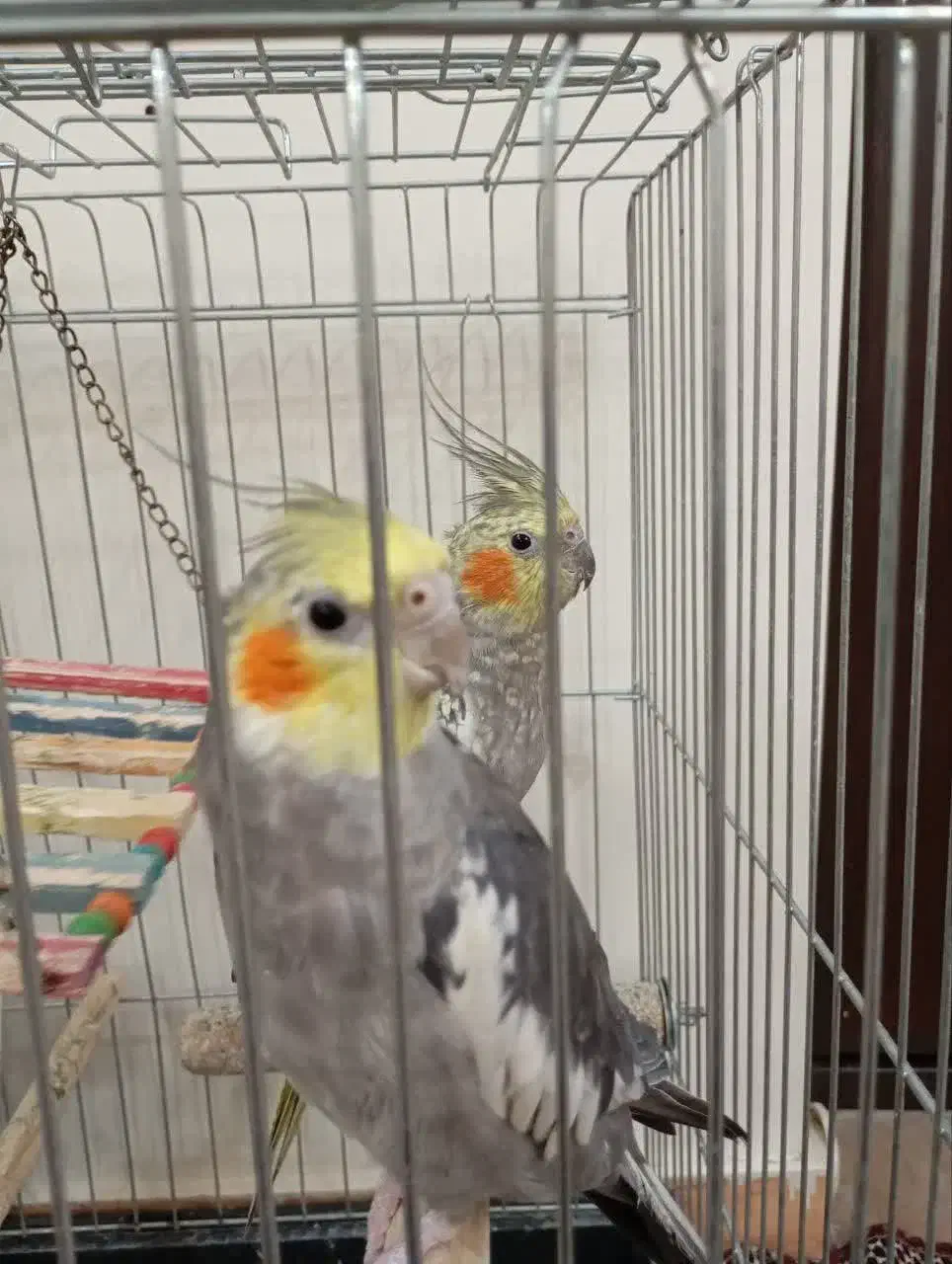 عروس هلندی نر و ماده مولد|پرنده|کرج, شاهین‌ویلا|دیوار