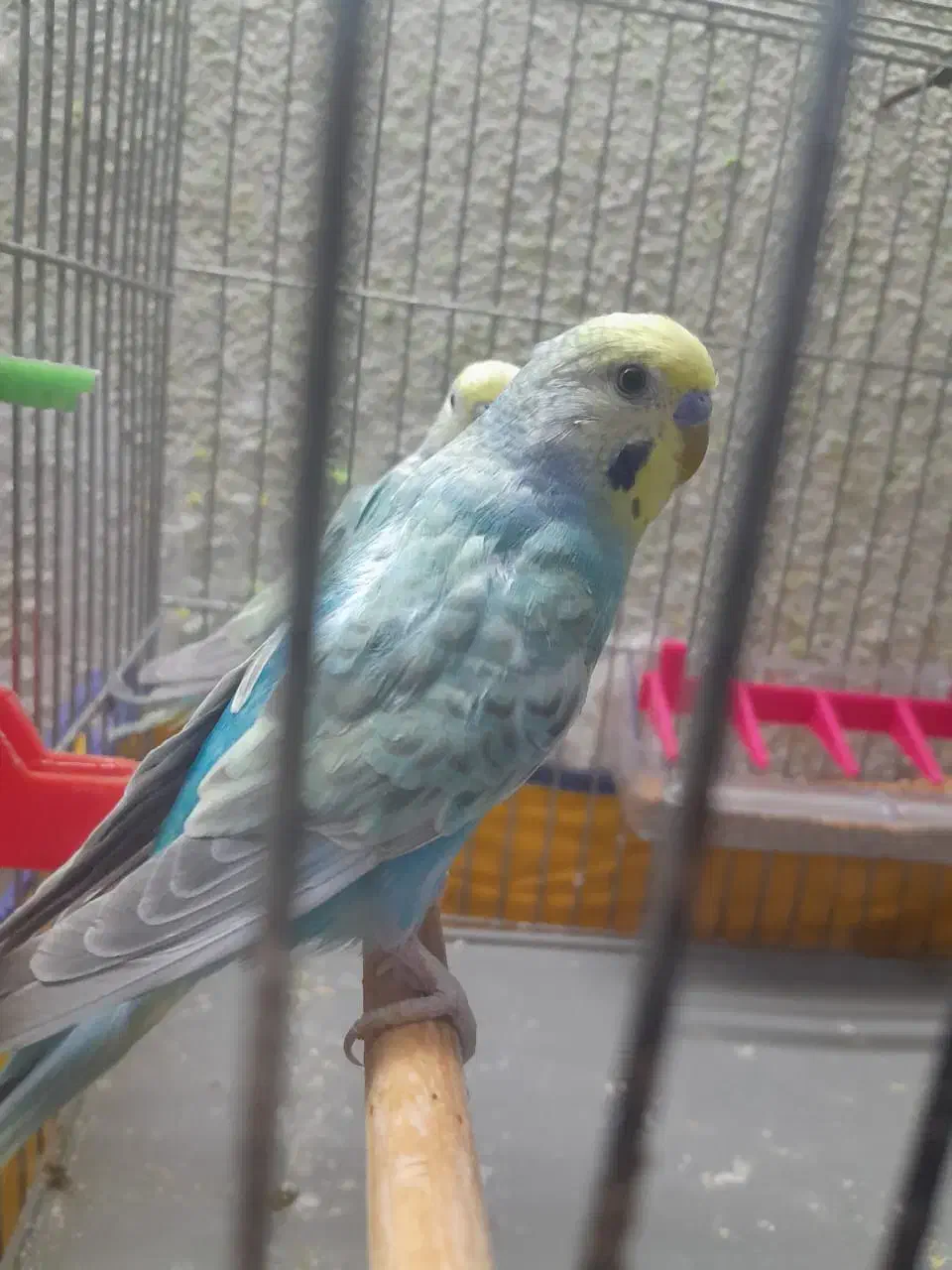 مرغ عشق ریمبو (مولد)|پرنده|اهواز, کوی علوی|دیوار