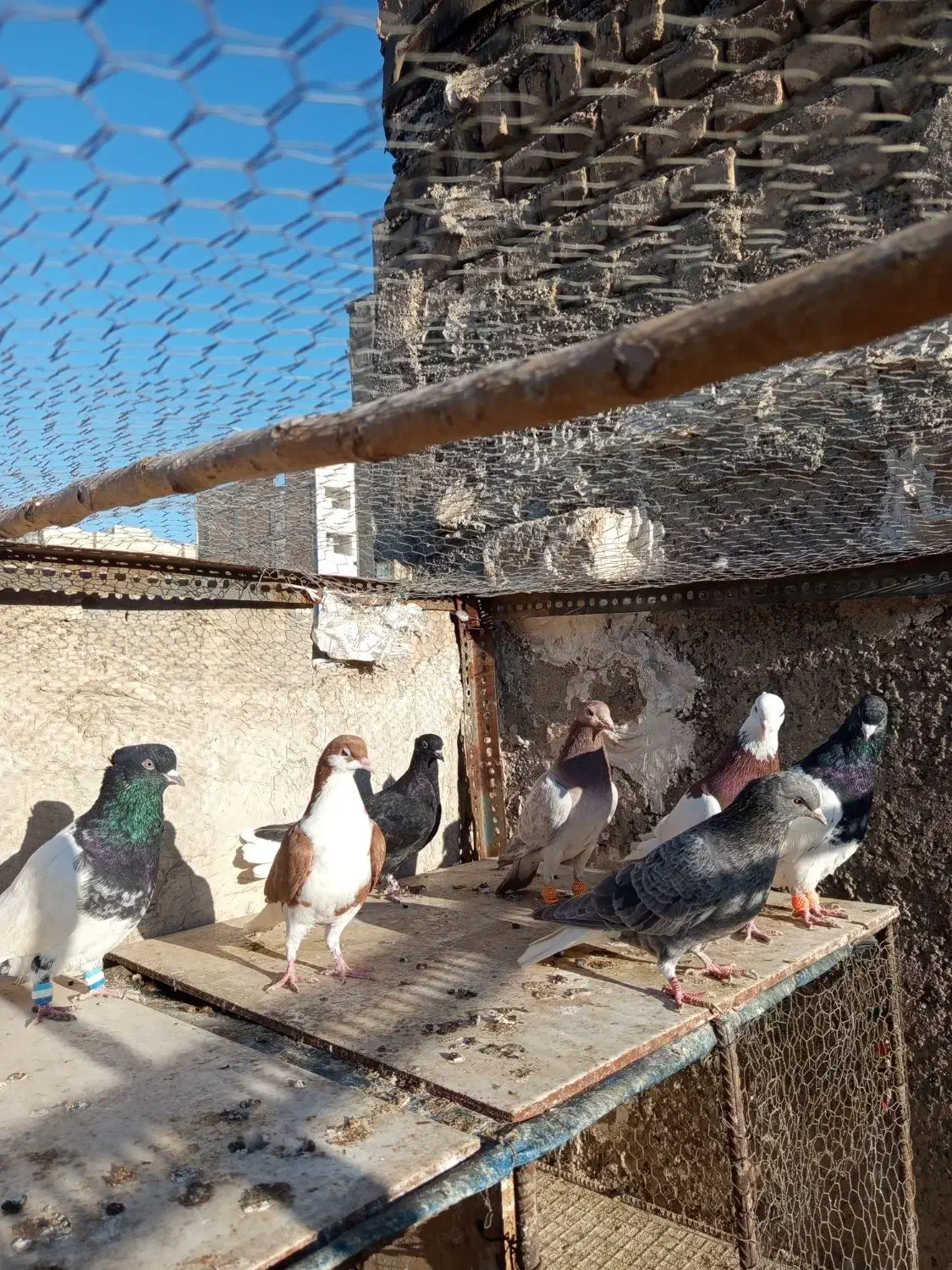 کبوتر رنگی|پرنده|قرچک, مهدیه|دیوار