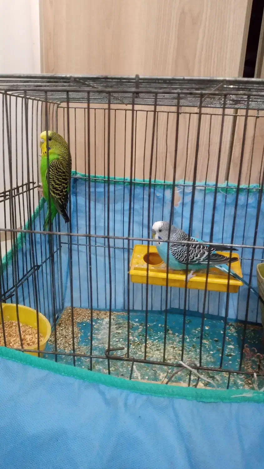 یه جفت مرغ عشق|پرنده|کرمانشاه, |دیوار