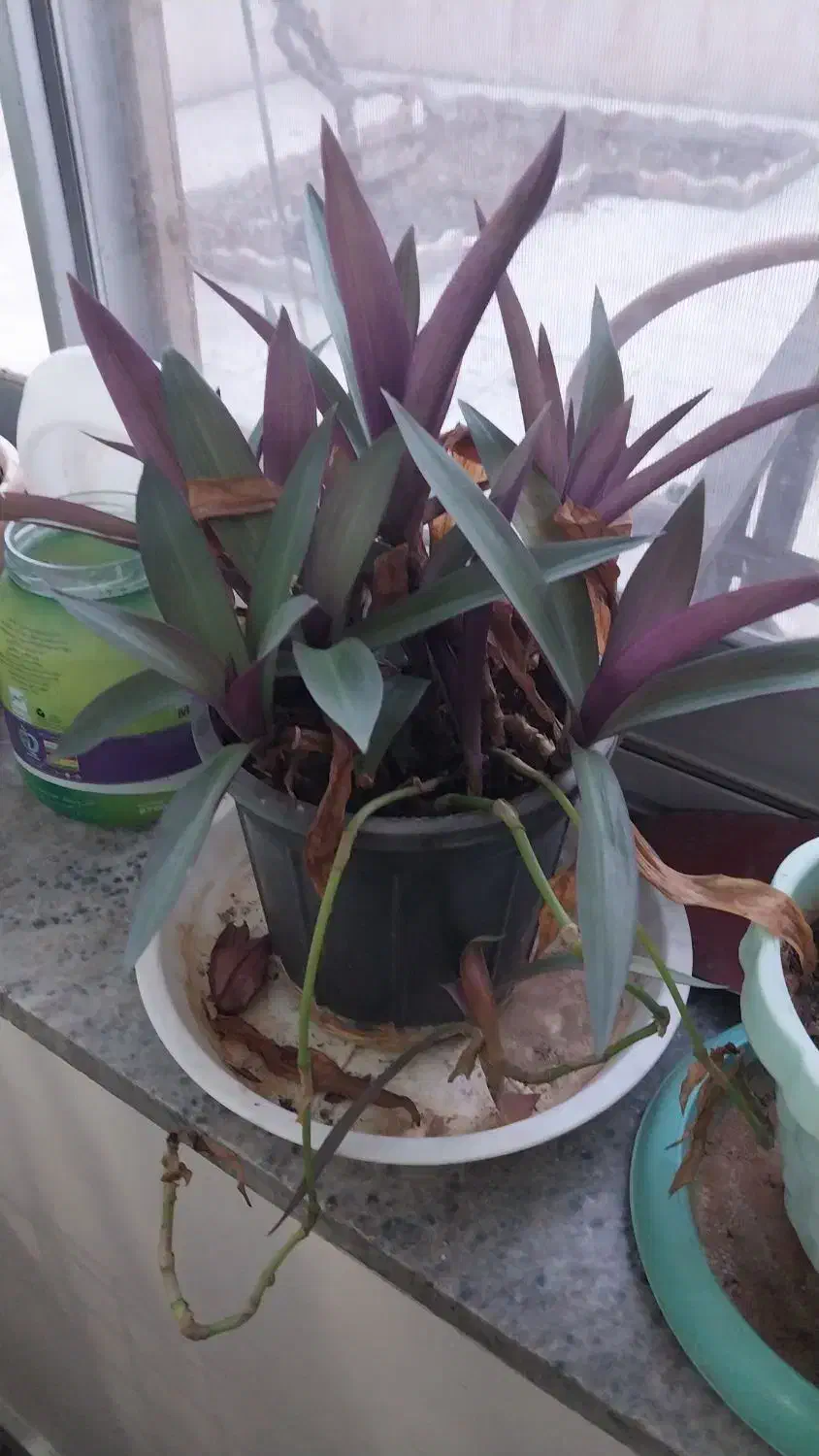 گل با گلدان|گل و گیاه طبیعی|محمدیه-قزوین, |دیوار