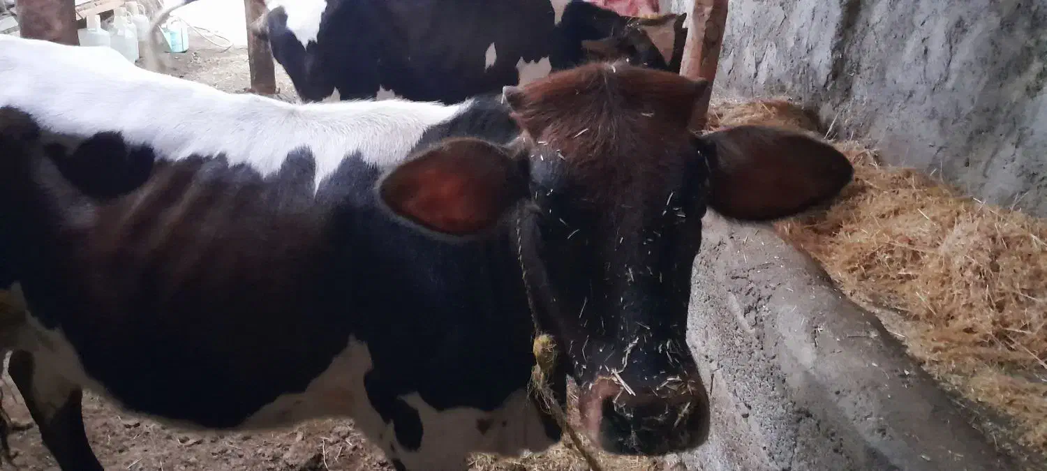 گوساله ماده|حیوانات مزرعه|مشگین شهر, |دیوار