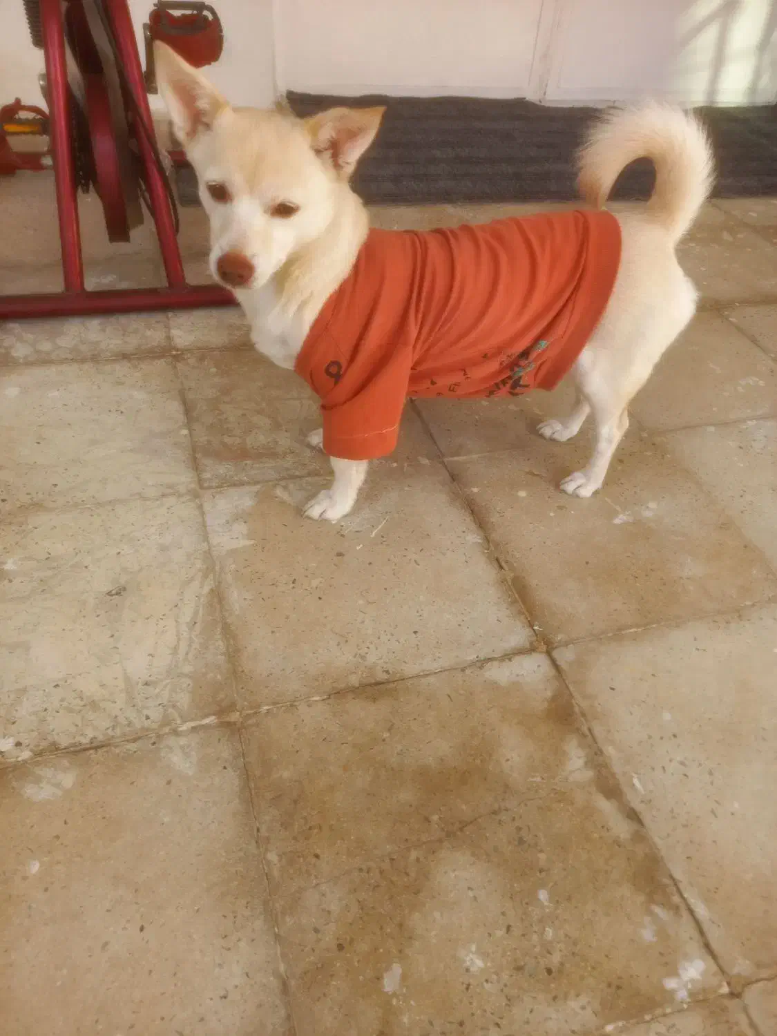 واگذاری|سگ|رباط‌کریم, رباط‌کریم|دیوار