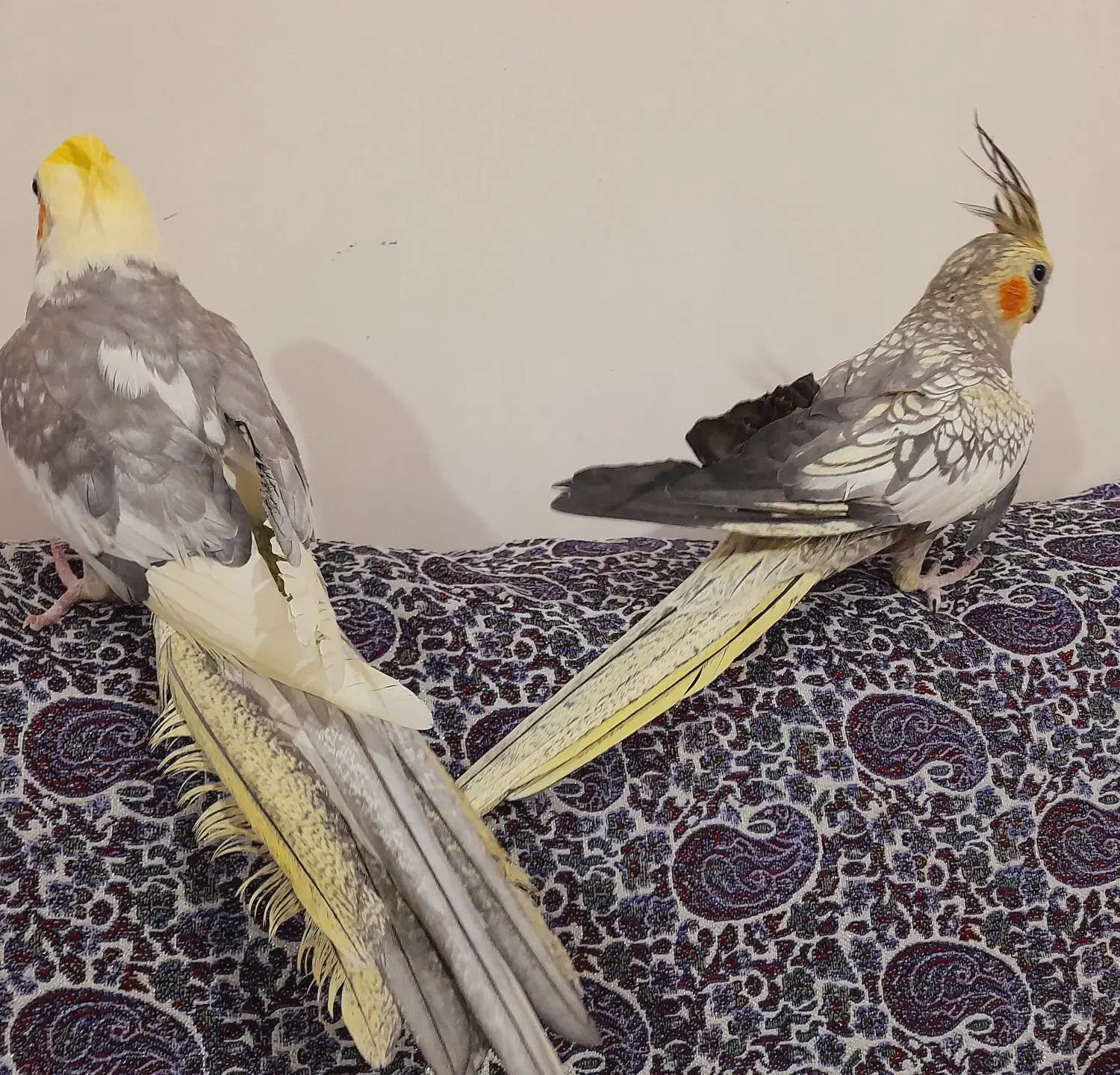 عروس هلندی|پرنده|مهاجران, |دیوار