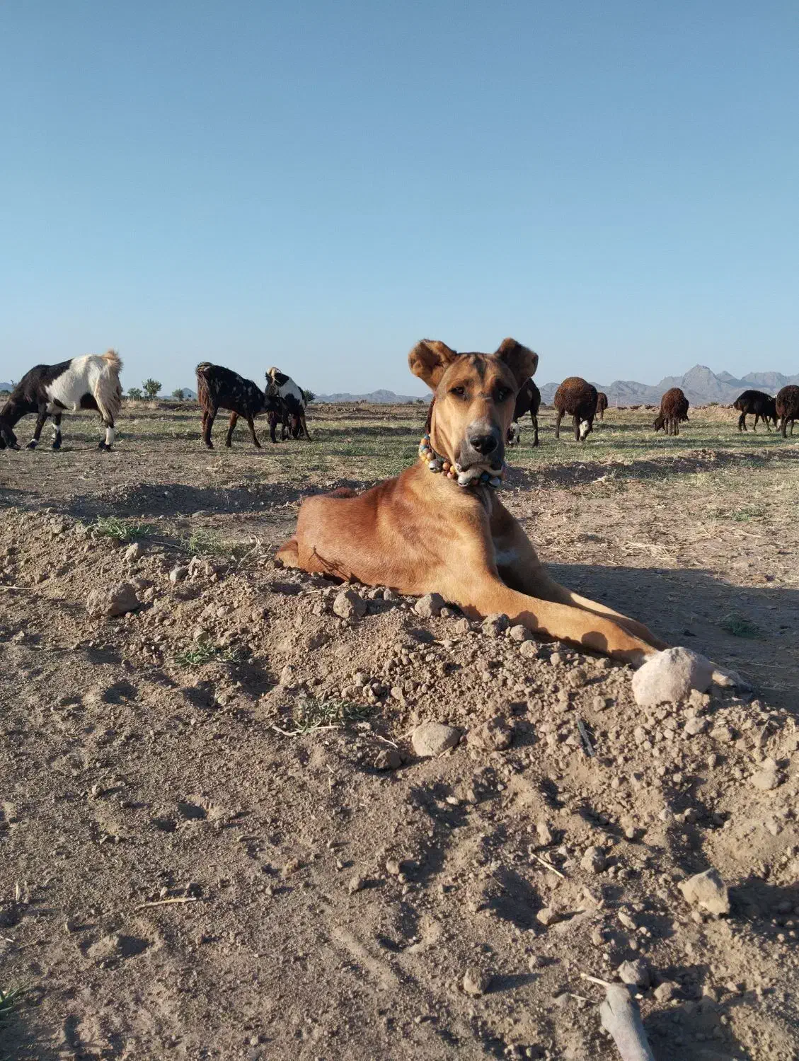واگذاری|سگ|تربت‌حیدریه, ترمینال|دیوار
