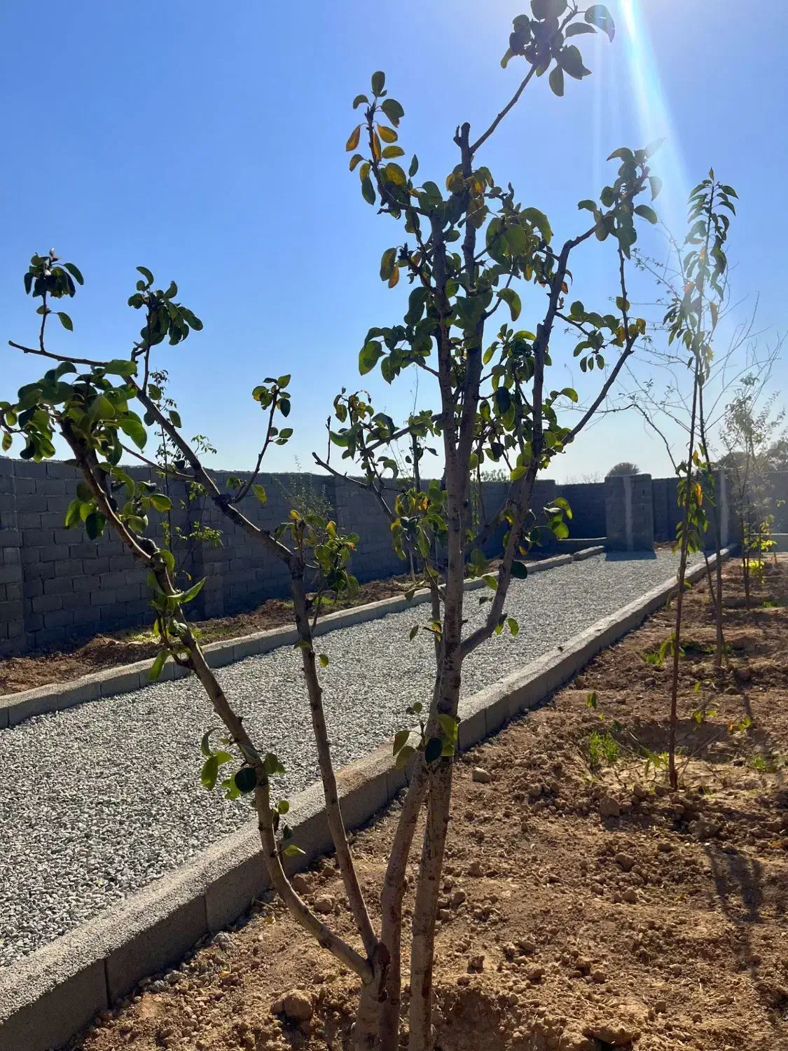 باغچه*چسب انشعابات *خرید از مالک|فروش زمین و ملک کلنگی|اسلامشهر, شهرک احمدیه|دیوار