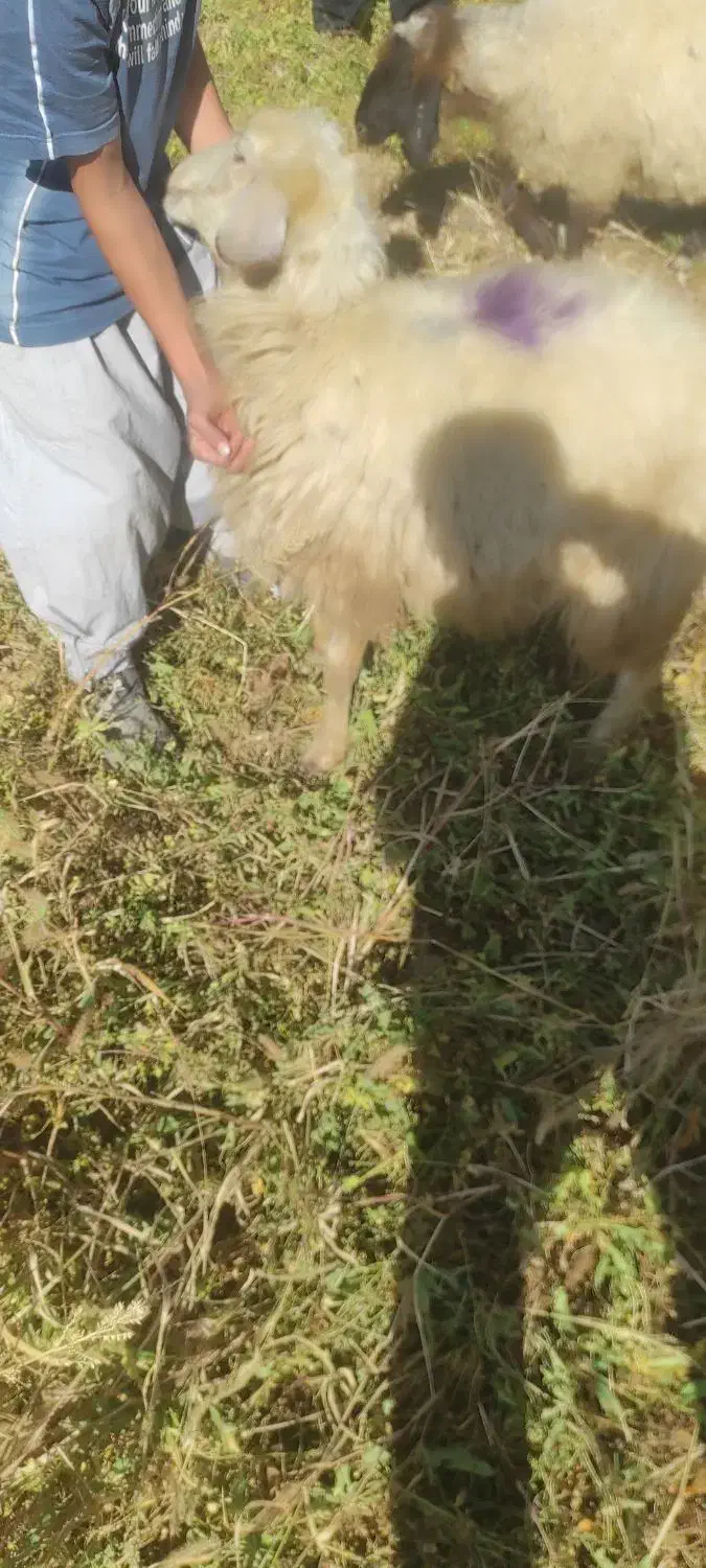 گوسفند|حیوانات مزرعه|صومای برادوست, |دیوار