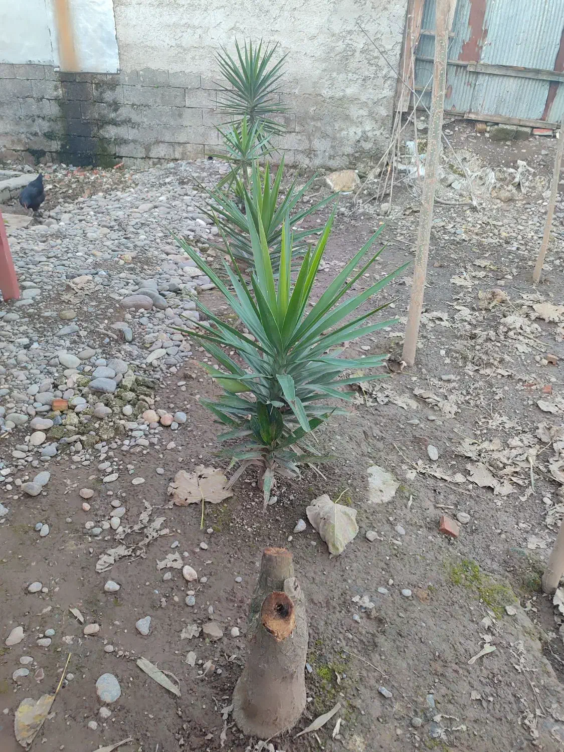 تعدادی گل یوکا بفروش میرسد|گل و گیاه طبیعی|کوچصفهان, |دیوار