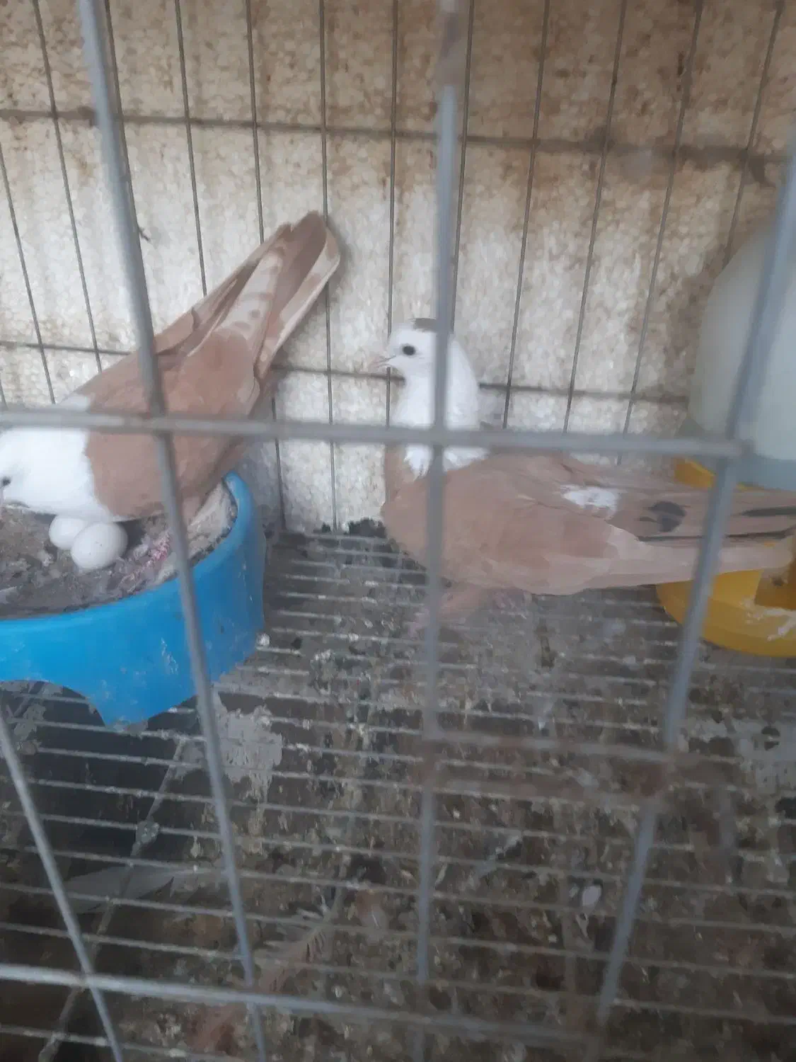 جفت نر ماده کله سفید|پرنده|بهبهان, |دیوار