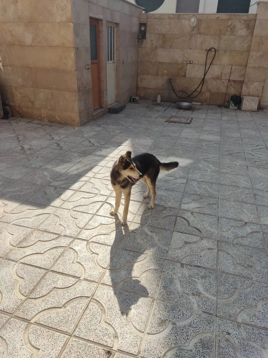 واگذاری سگ|سگ|تاکستان, |دیوار