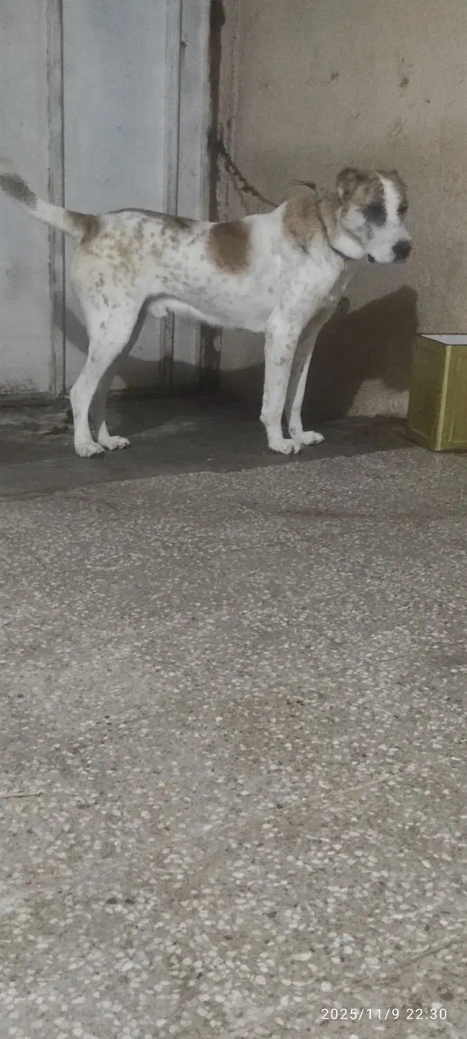 سگ سرابی،افغان|سگ|رفسنجان, |دیوار