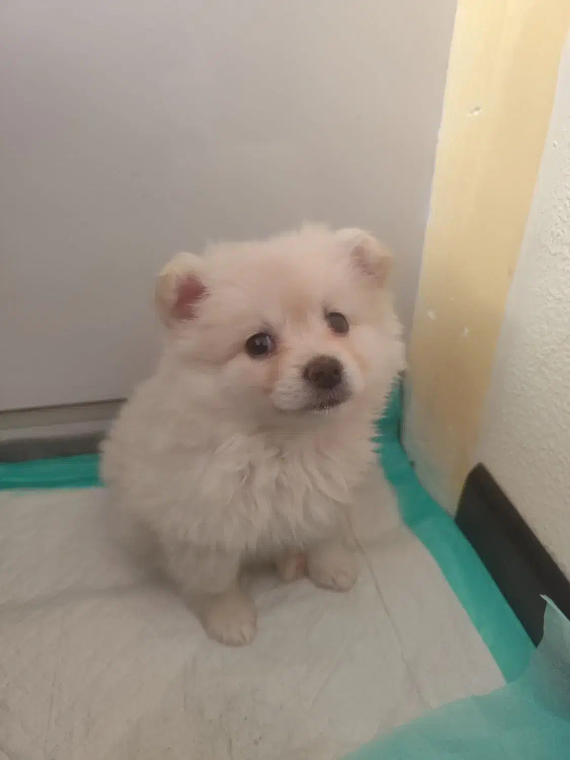 سگ پامر|سگ|برخوار, |دیوار