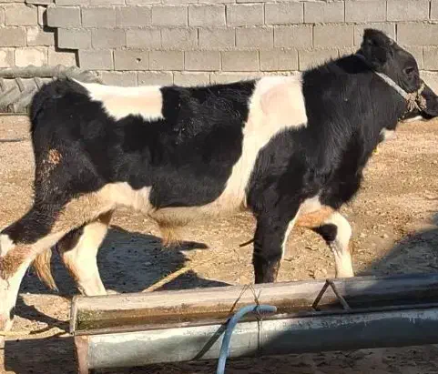 گوساله ۵ ماه .وزن گوساله تقریبا دویست پنجا کیلو|حیوانات مزرعه|اندیمشک, |دیوار