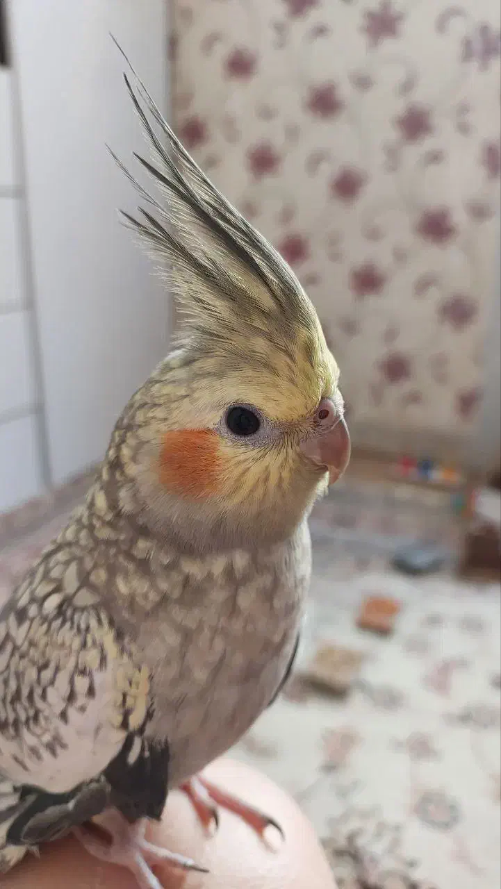 عروس هلندی گمشده|حیوانات|همدان, |دیوار