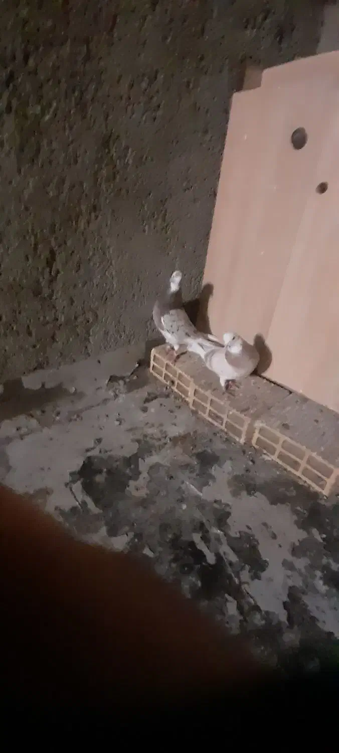 کفتر های آس همه جفت|پرنده|بهارستان, |دیوار