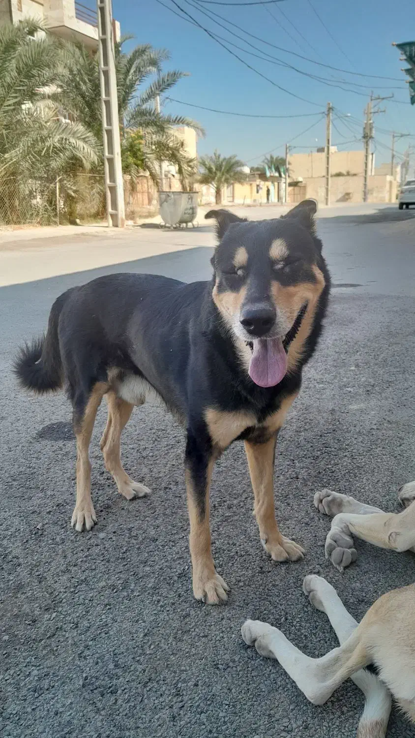 ژرمن|سگ|بندر ماهشهر, |دیوار