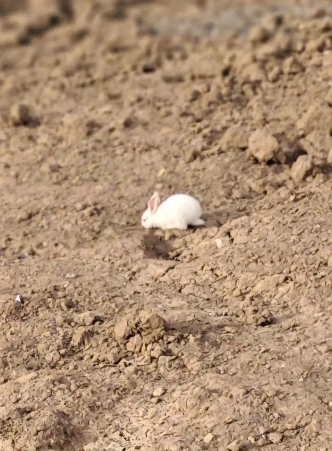 خرگوش خانگی|موش و خرگوش|خرم‌آباد, |دیوار