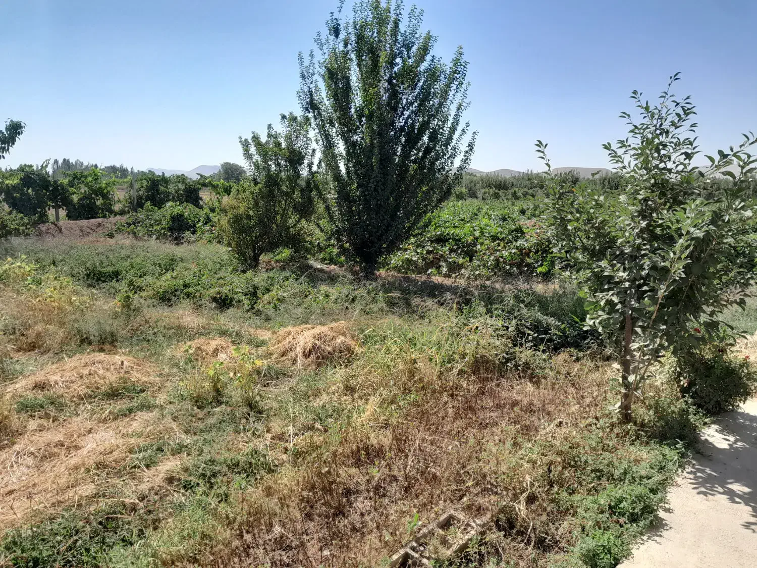 فروش یک قطعه زمین واقع در روستای چالخماز|فروش دفتر صنعتی، کشاورزی، تجاری|باروق, |دیوار