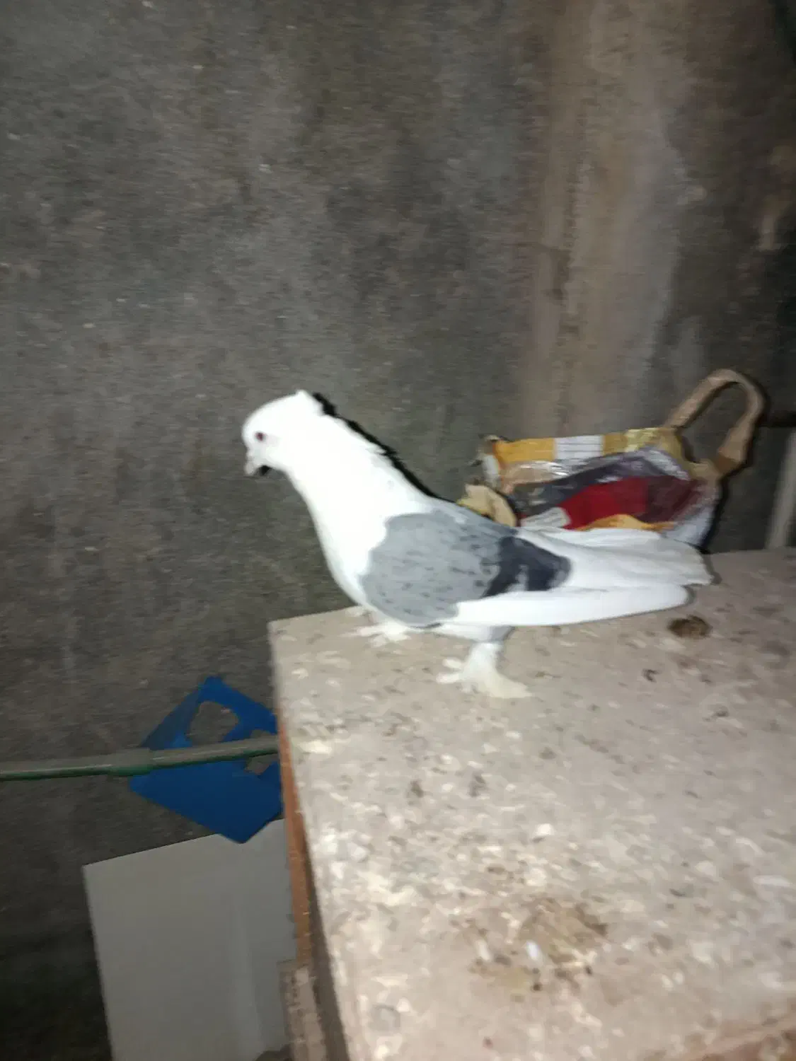 دوکت سبز بوشهری|پرنده|خورموج, |دیوار