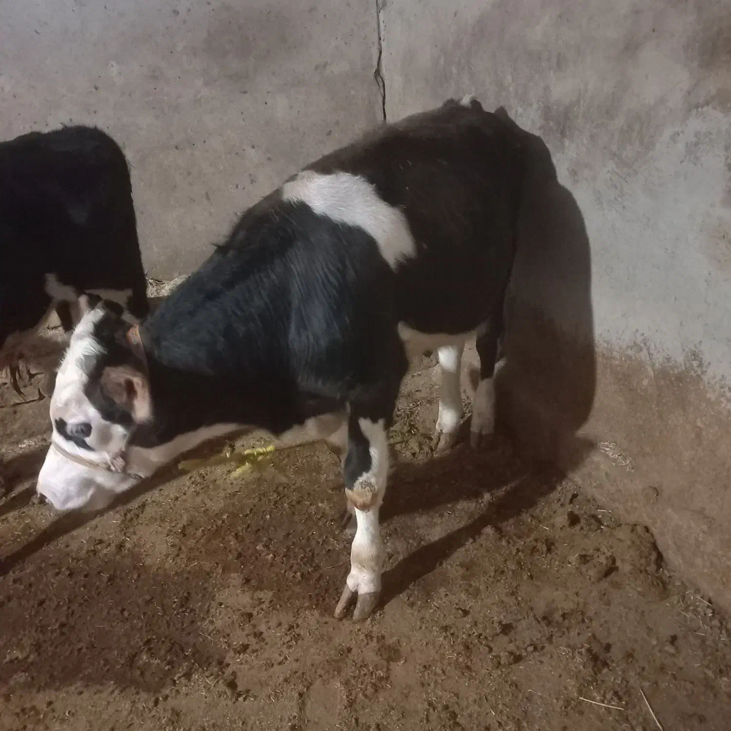 یک راس گوساله نر با یک راس گاو|حیوانات مزرعه|زنده رود, |دیوار