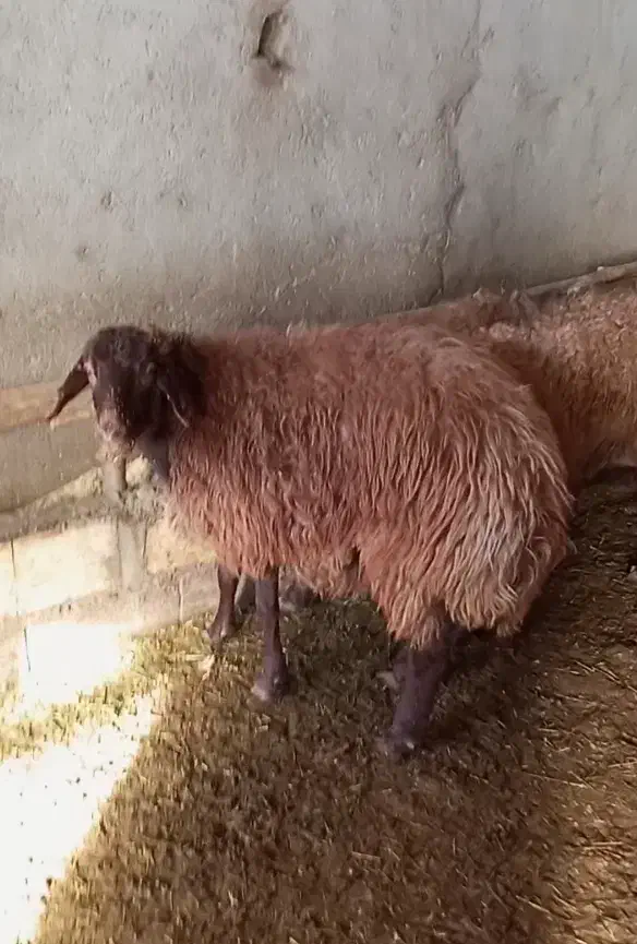 میش و بره|حیوانات مزرعه|شاهرود, |دیوار