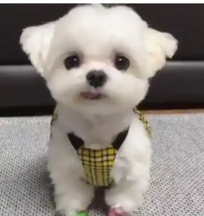 ی سگ پاکوتاه خارجی|سگ|قزوین, |دیوار