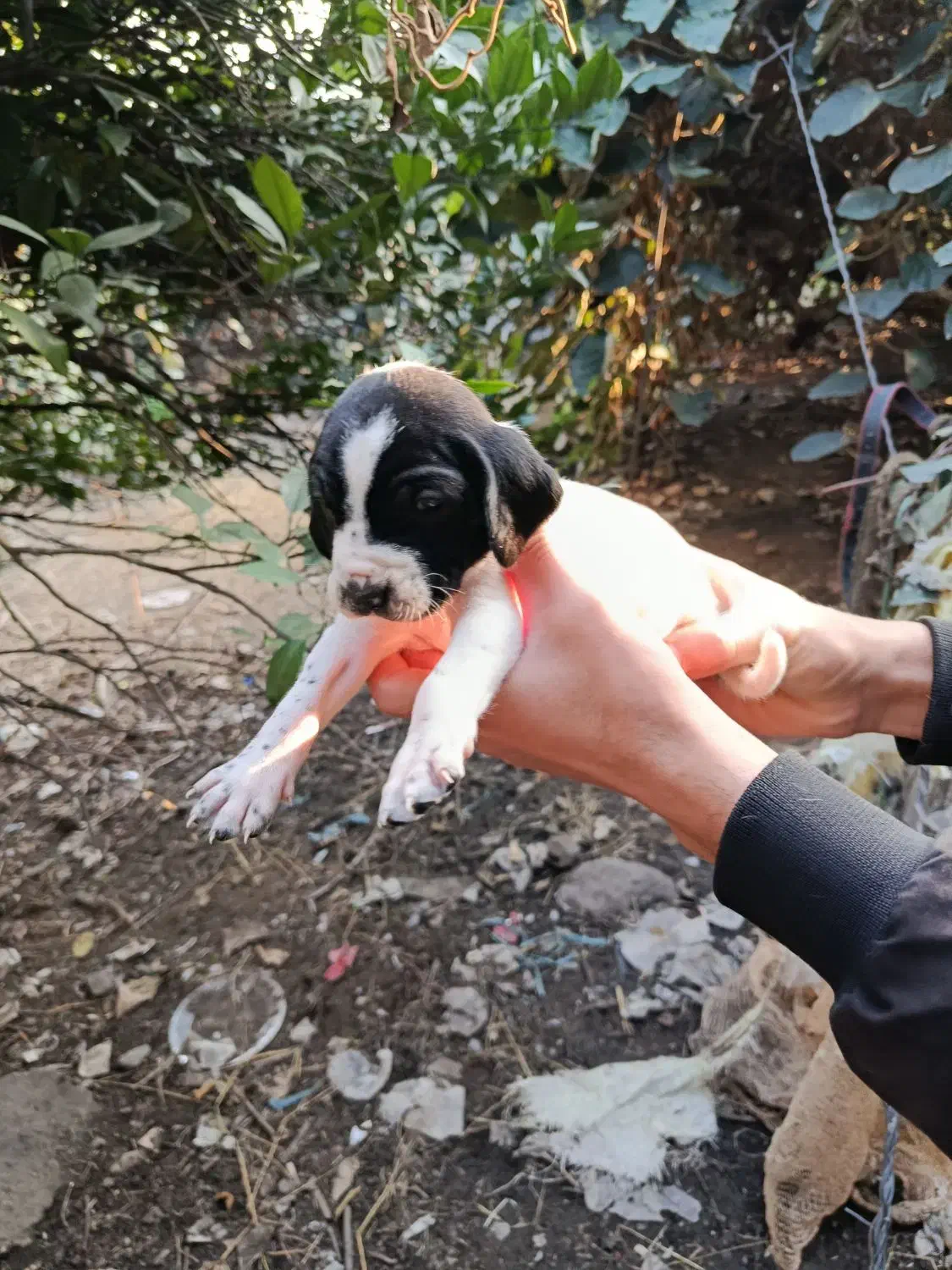 توله شکاری|سگ|چابکسر, |دیوار