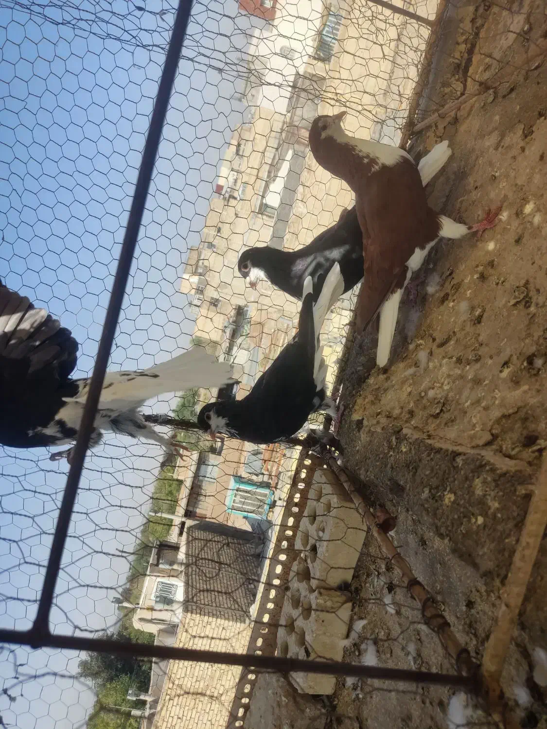 کفتر کبوتر شامی خوشرنگ افشون کاشونی ساعتی سینه ای|پرنده|اصفهان, کشاورزی|دیوار