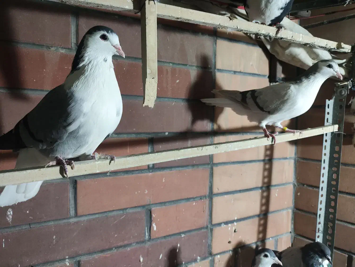 کبوتر|پرنده|قم, مسجد امام حسن|دیوار