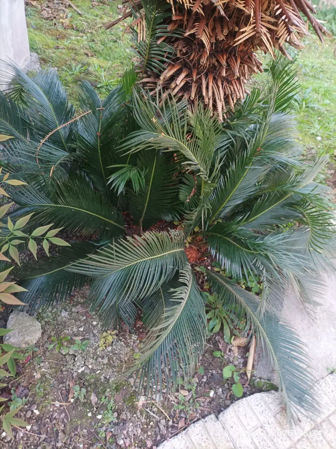 سیکاس جوان|گل و گیاه طبیعی|رشت, پارک شهر|دیوار