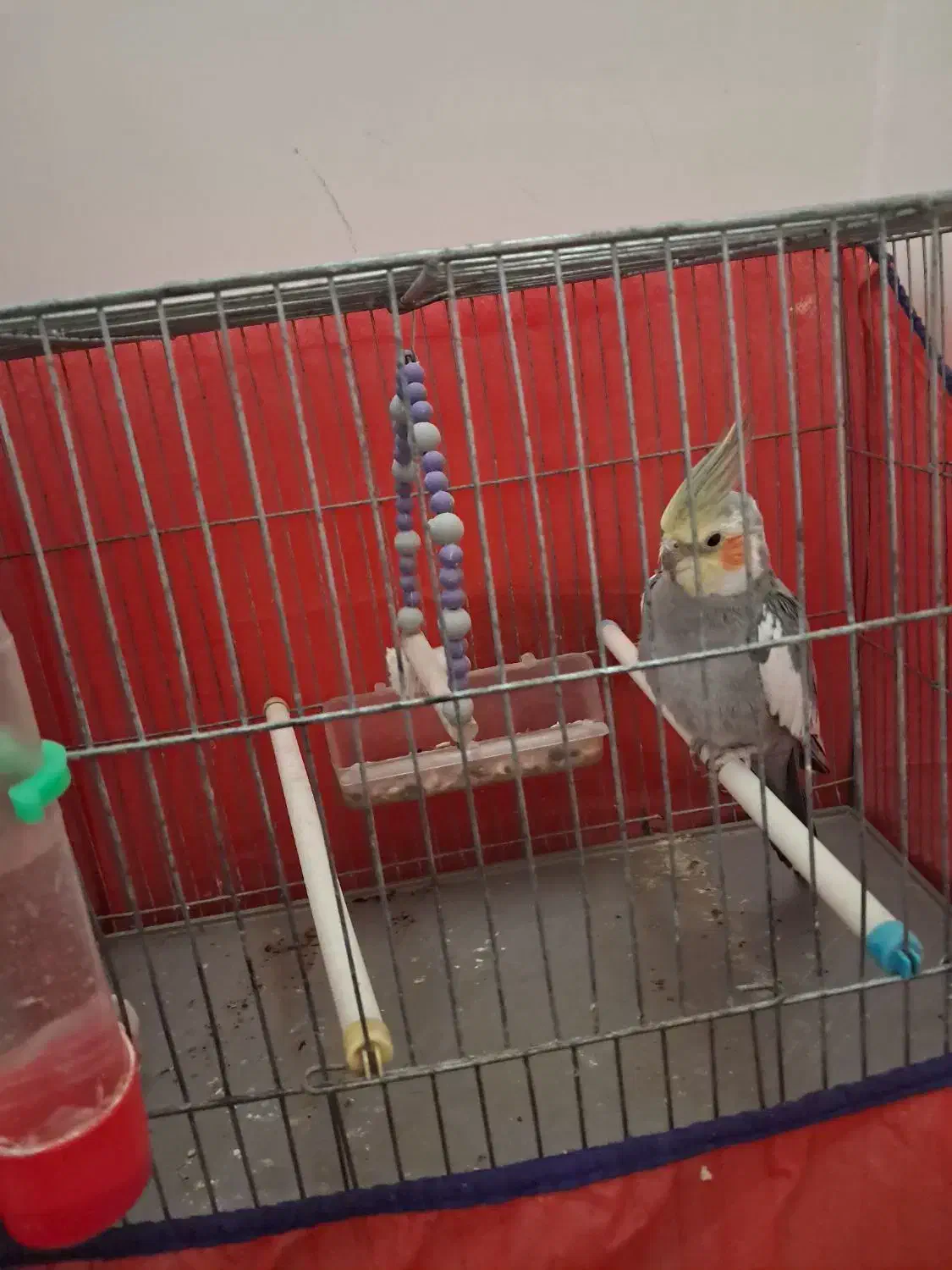 عروس هلندی|پرنده|دهگلان, |دیوار