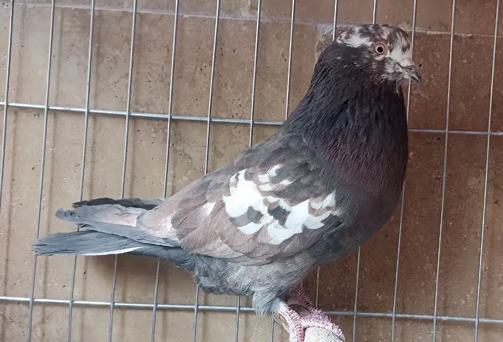 کبوتر|پرنده|تهران, دستغیب|دیوار