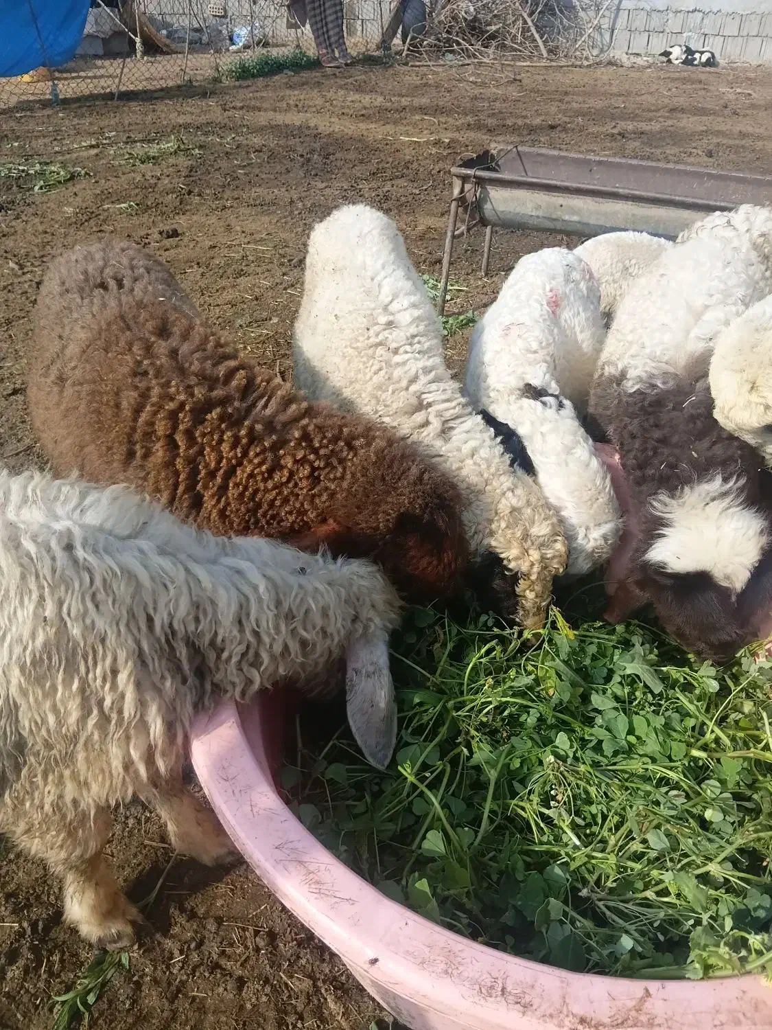 بره‌.میش.بز.بیگ|حیوانات مزرعه|دزفول, |دیوار