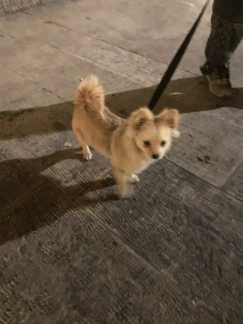 سگ خانگی بسیار زیبا|سگ|ری, دولت‌آباد|دیوار