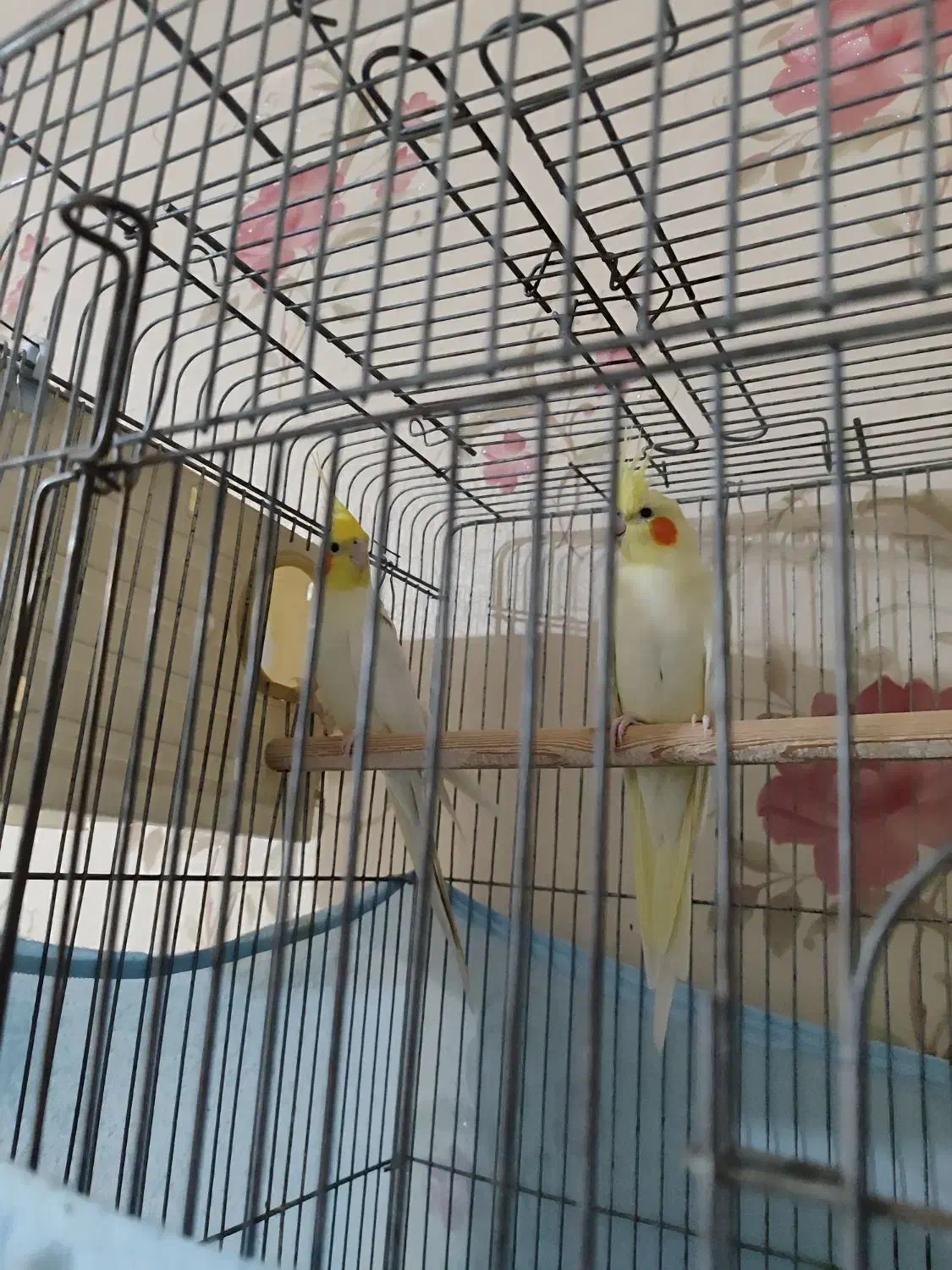 عروس هلندی  و جوجه عروس|پرنده|اراک, |دیوار