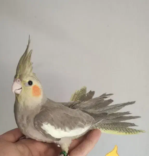 عروس هلندی دستی|پرنده|قم, نخودی|دیوار