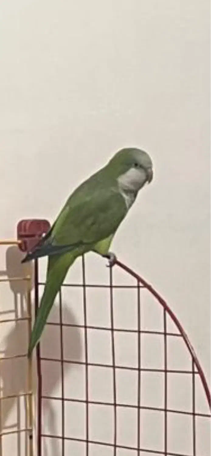 گمشده|حیوانات|جیرفت, |دیوار